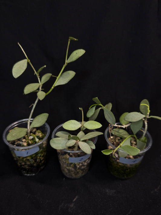 Hoya Nummularioides Silver, silver cute leaves (#3)