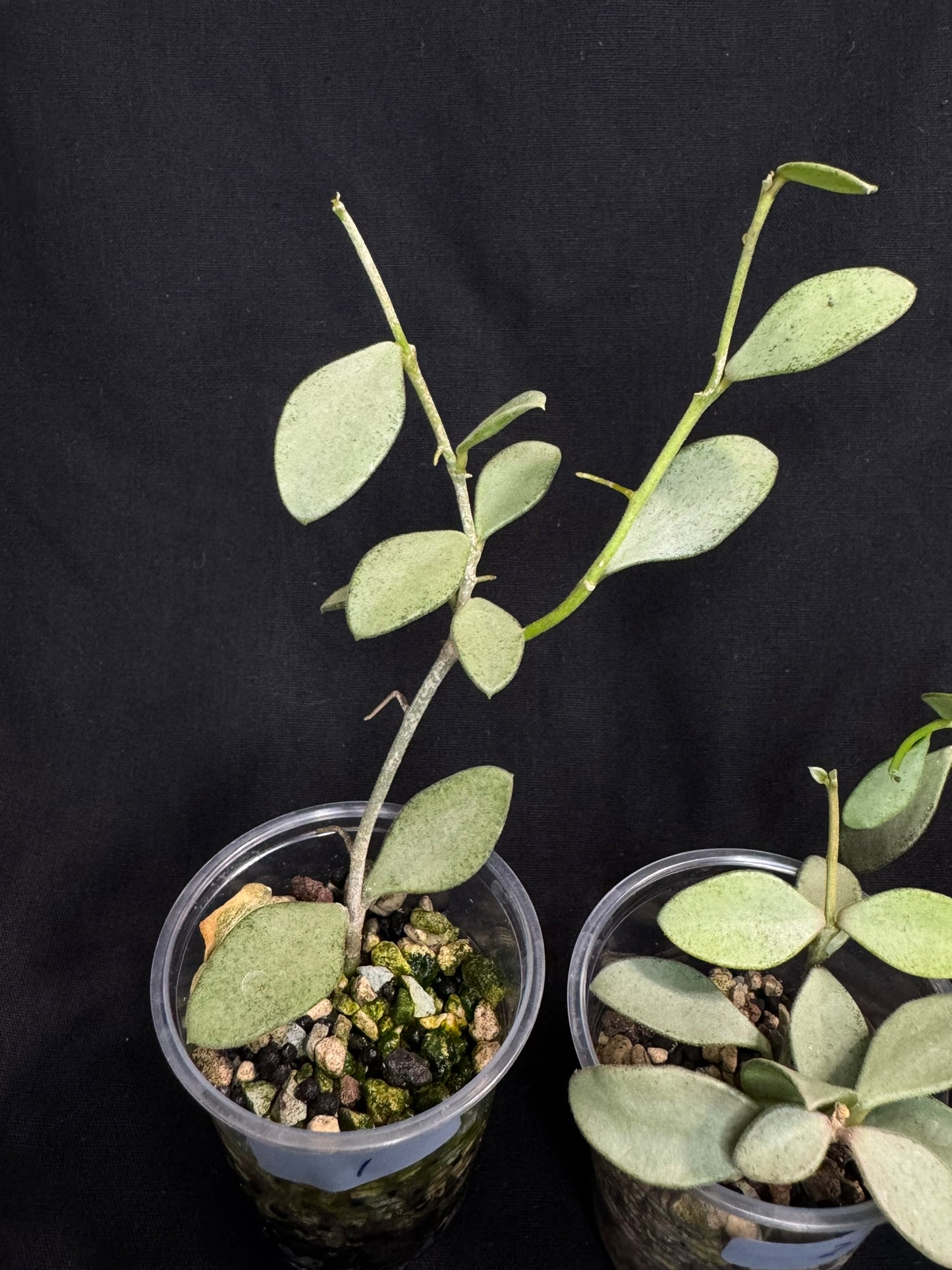 Hoya Nummularioides Silver, silver cute leaves (#1)