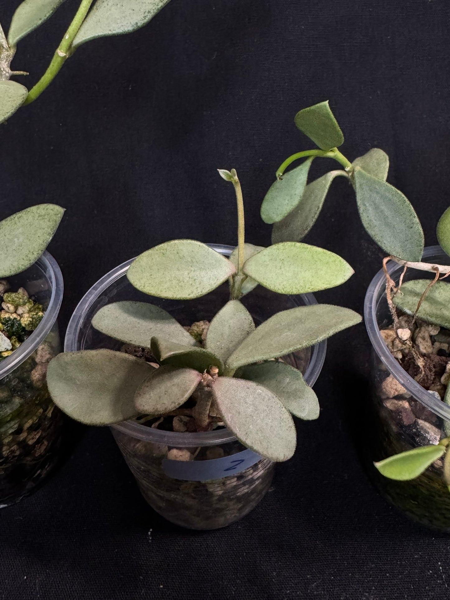 Hoya Nummularioides Silver, silver cute leaves (#2)