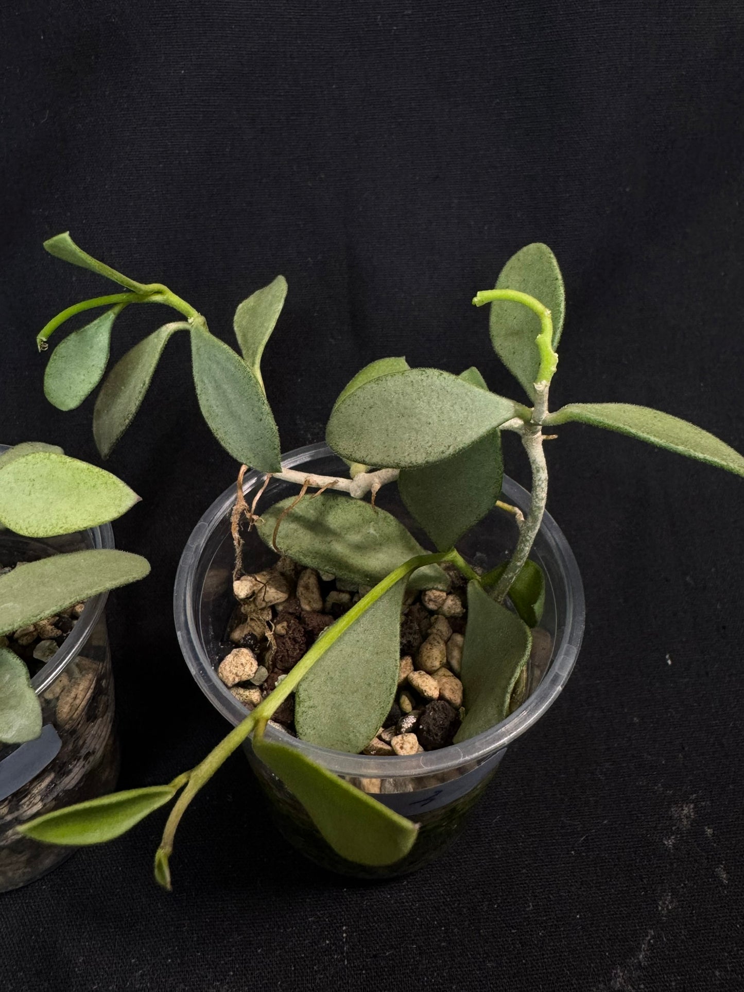 Hoya Nummularioides Silver, silver cute leaves (#3)