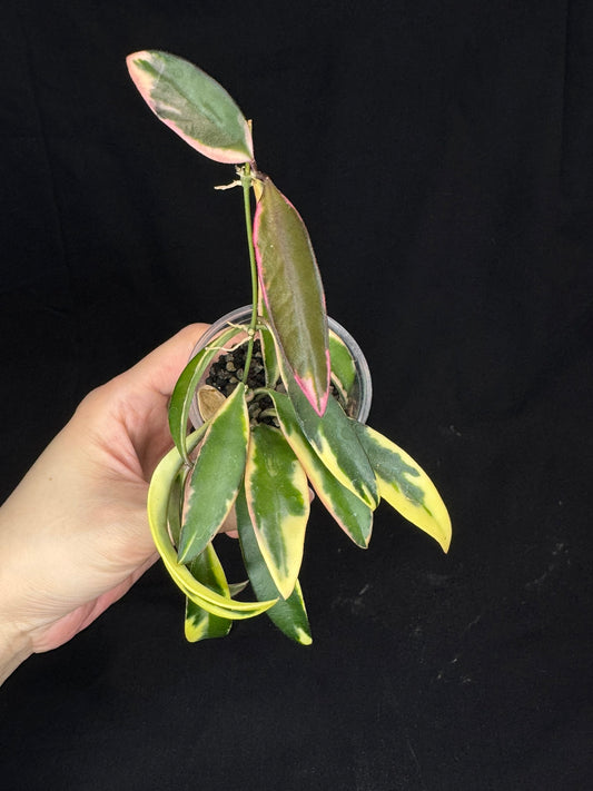 Hoya lori lynn, nice outer variegation