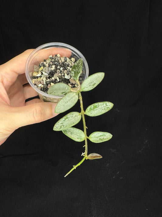 Hoya Lima Silver, attracting small silver leaves, rare hoya