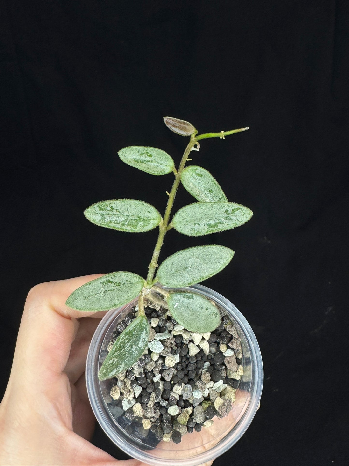 Hoya Lima Silver, attracting small silver leaves, rare hoya