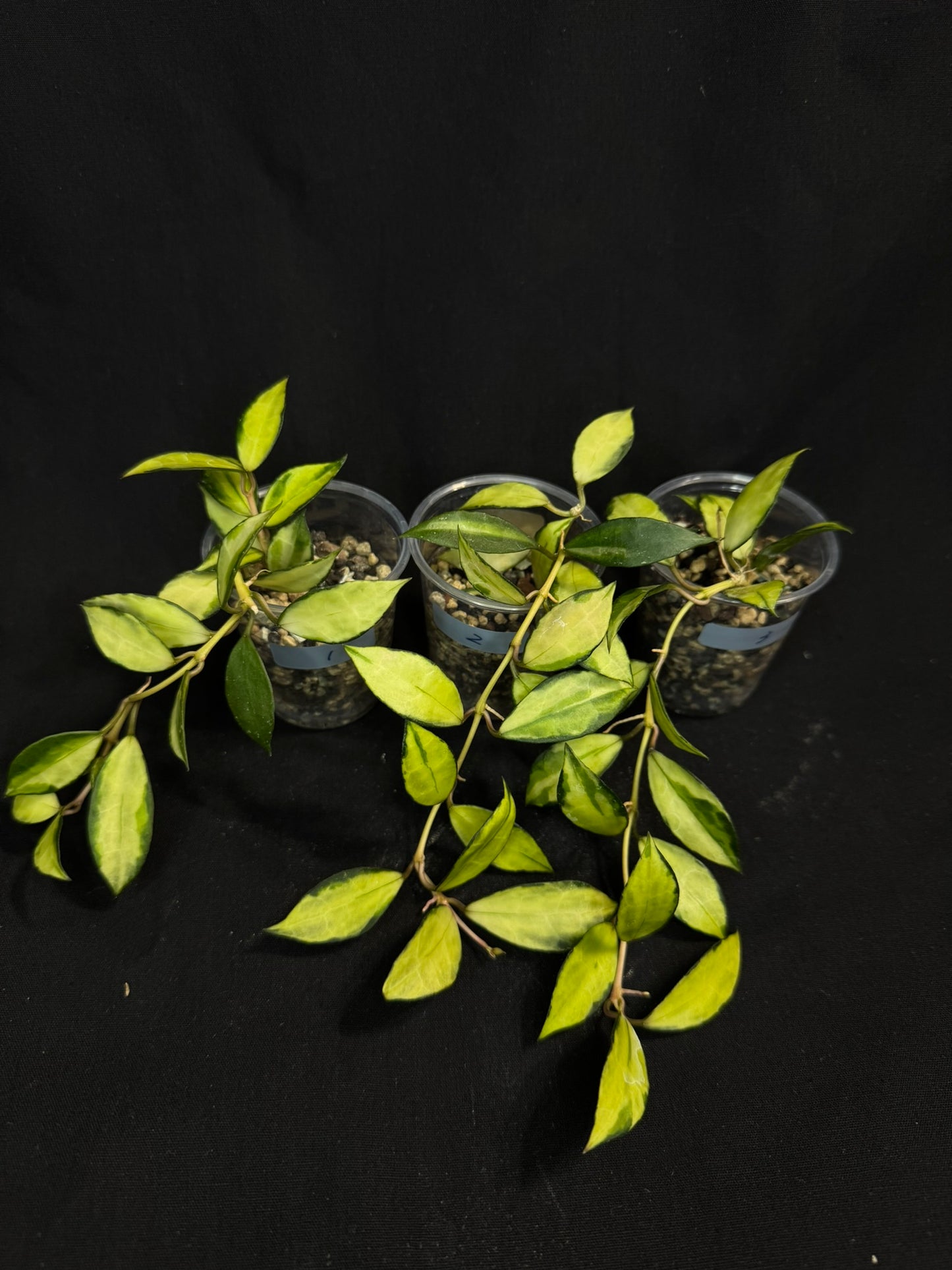 Hoya Lacunosa souma, #2, rare, nice pink sun-stressed variegation