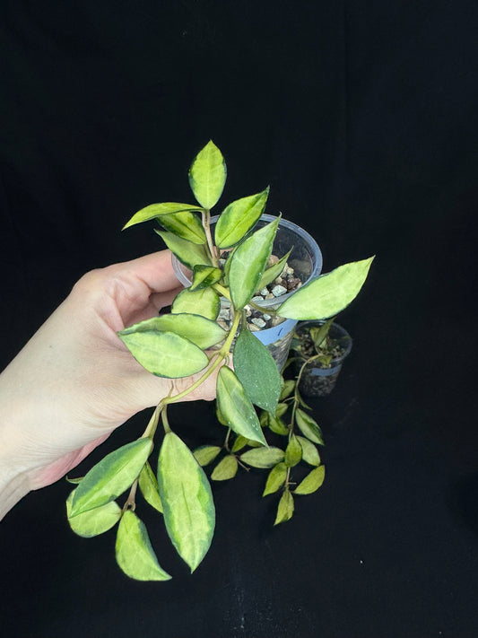 Hoya Lacunosa souma, #1, rare, nice pink sun-stressed variegation