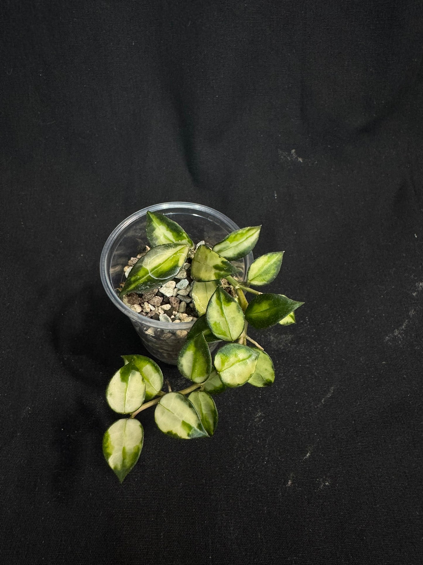 Hoya Lacunosa Tricolor Bruno, rare, cute variegated leaves