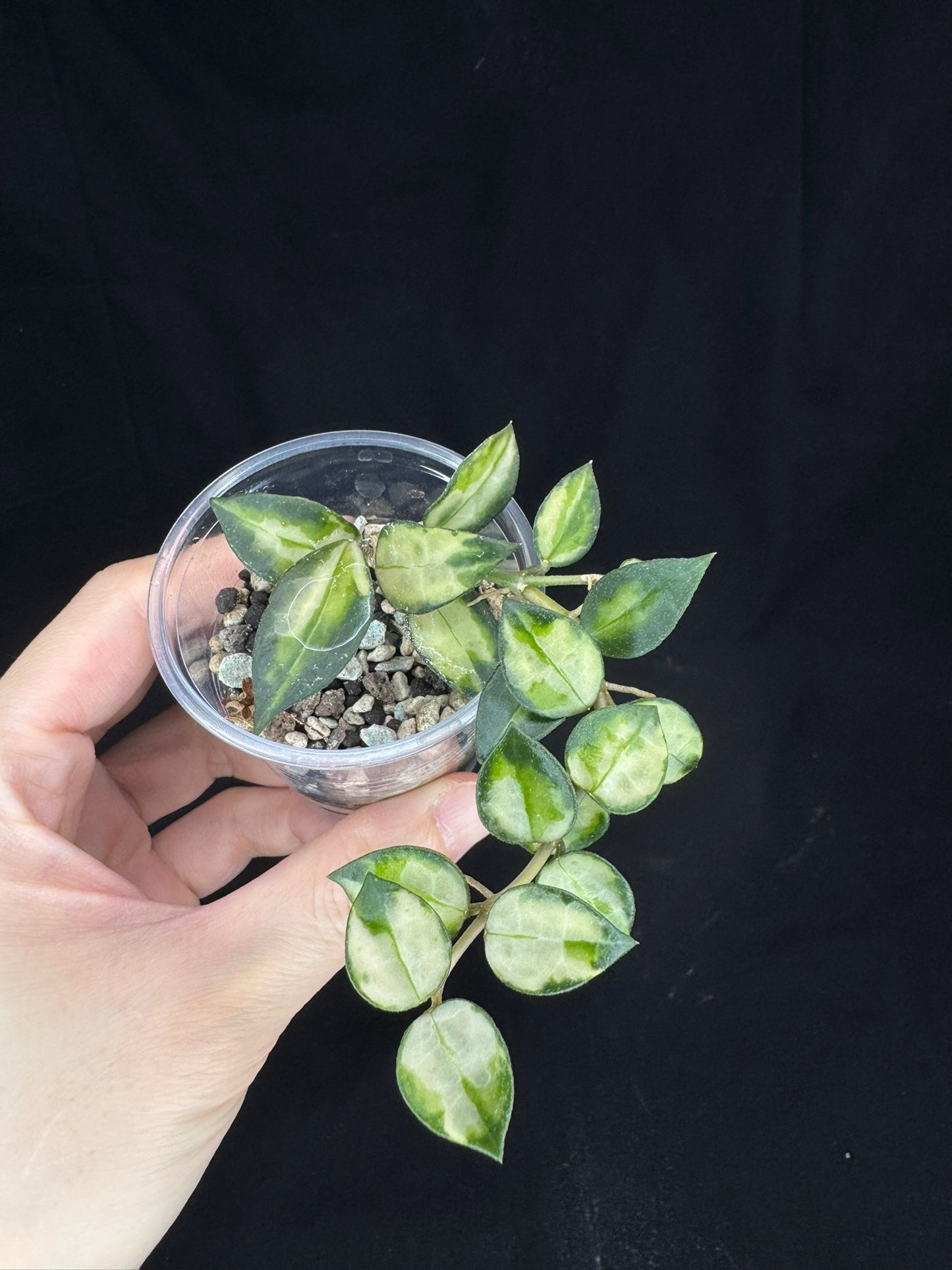 Hoya Lacunosa Tricolor Bruno, rare, cute variegated leaves