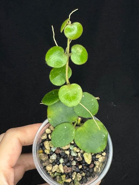 Hoya sp amber of borneo, rare, cute small leaves