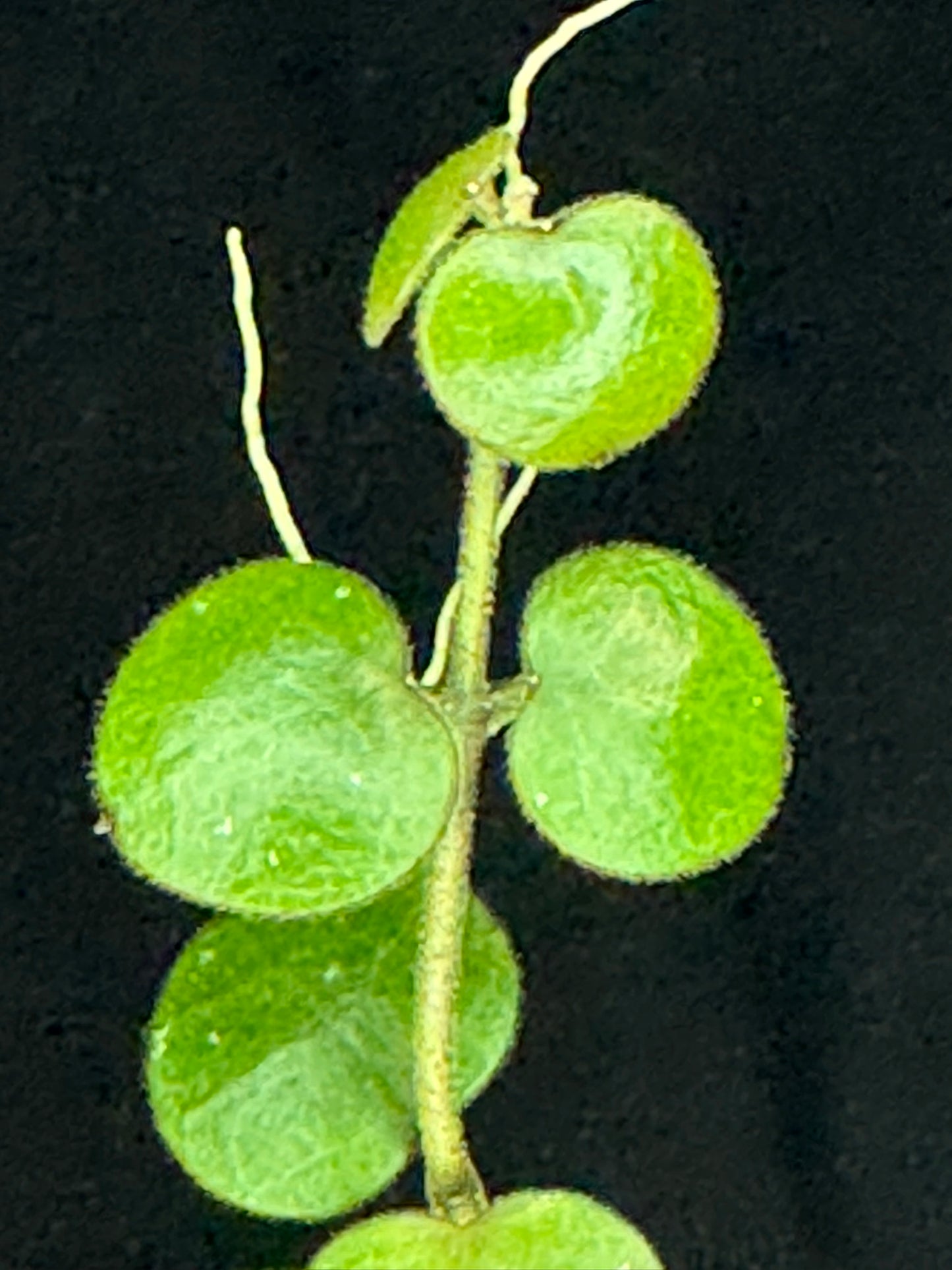 Hoya sp amber of borneo, rare, cute small leaves