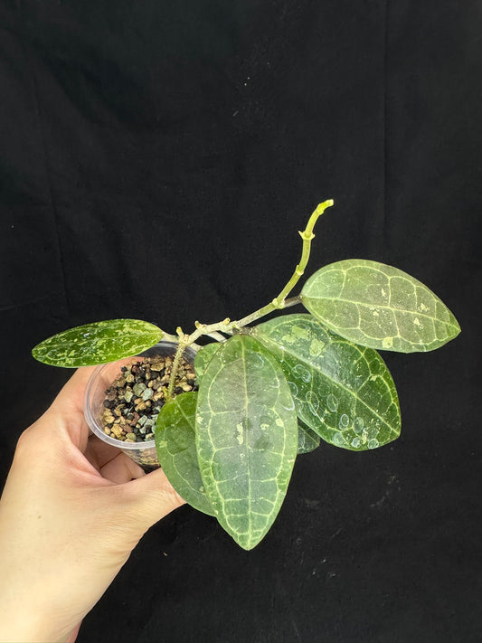 Hoya elliptica splash, splashy cute leaves