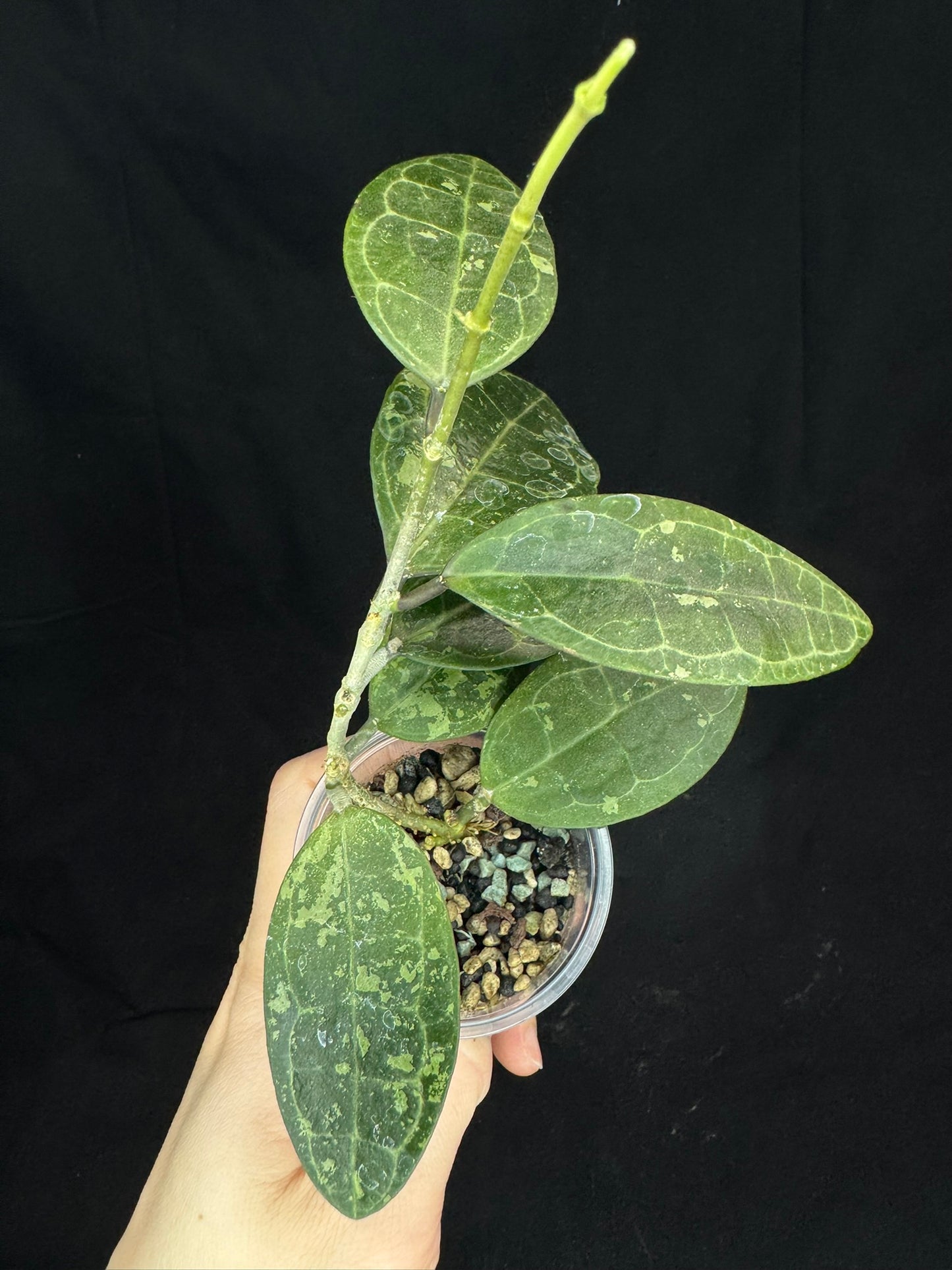 Hoya elliptica splash, splashy cute leaves