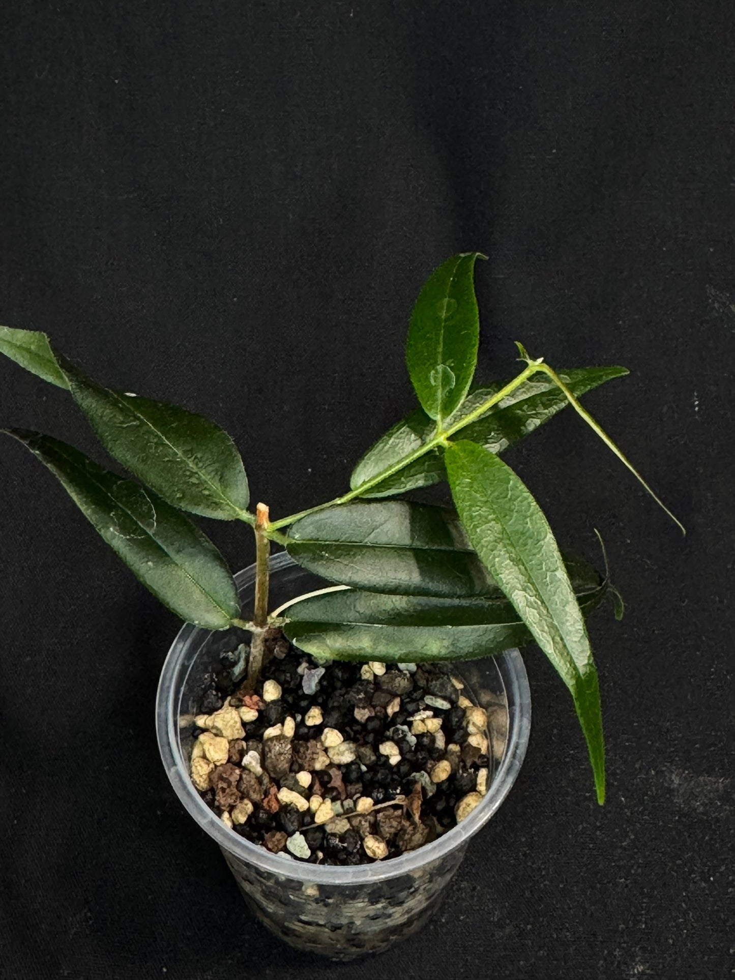 Hoya Paradisea,special flowers