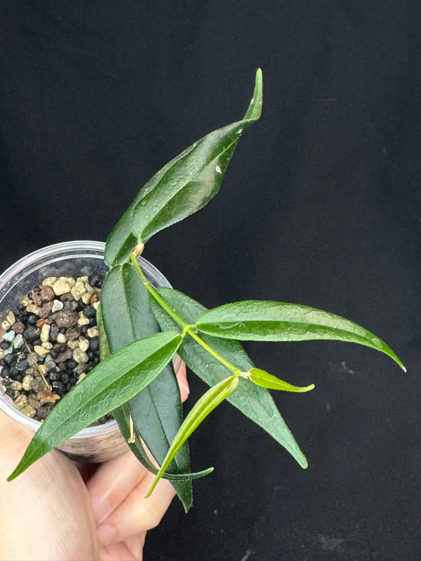 Hoya Paradisea,special flowers