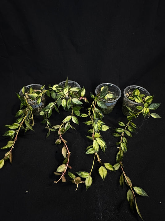 Hoya lacunosa variegated, small leaves variegated hoya (#1)