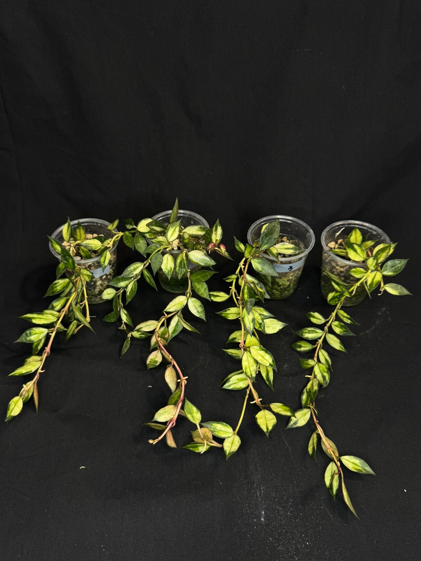 Hoya lacunosa variegated (#3), small leaves variegated hoya #3