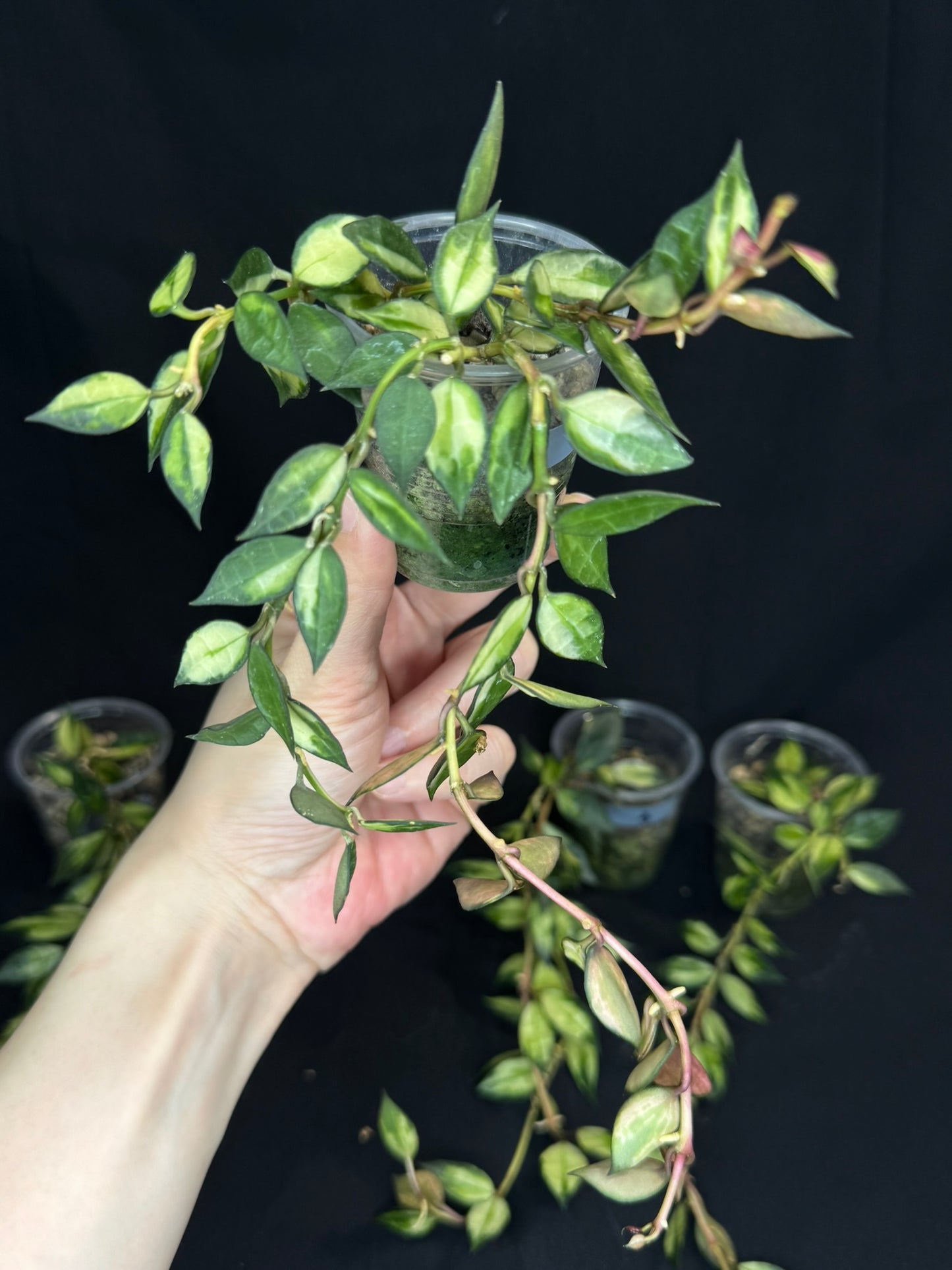 Hoya lacunosa variegated (#2), small leaves variegated hoya #2