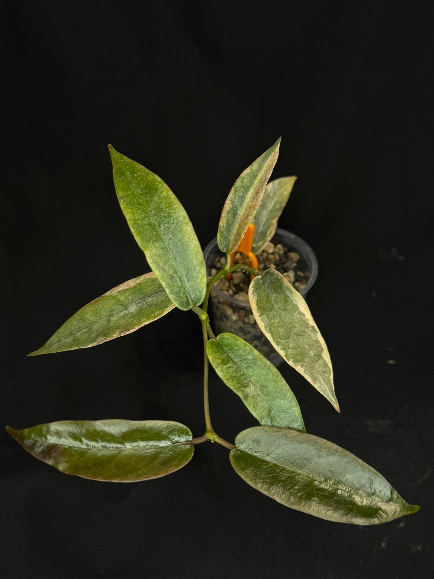 hoya archboldiana albomarginata, speical leaves