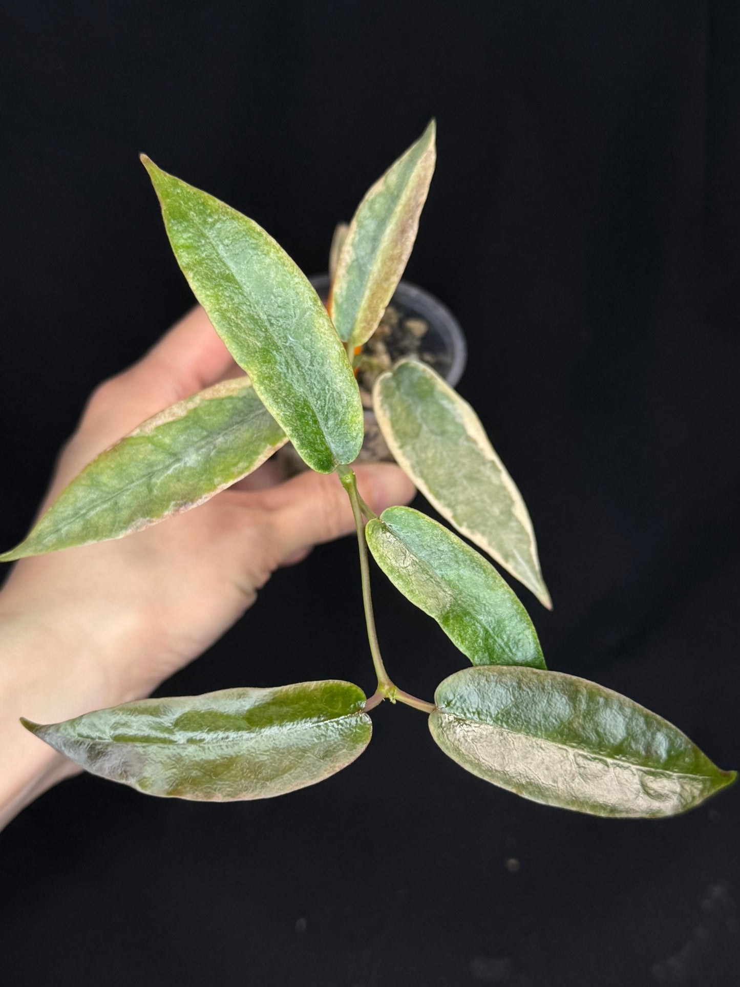 hoya archboldiana albomarginata, speical leaves