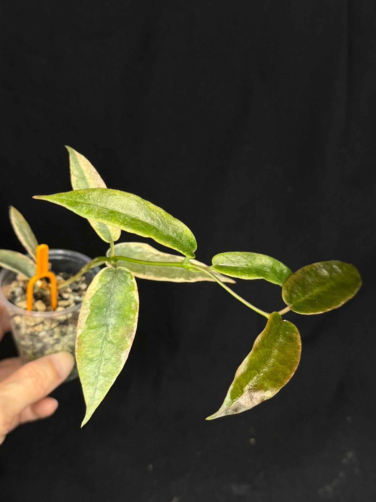 hoya archboldiana albomarginata, speical leaves