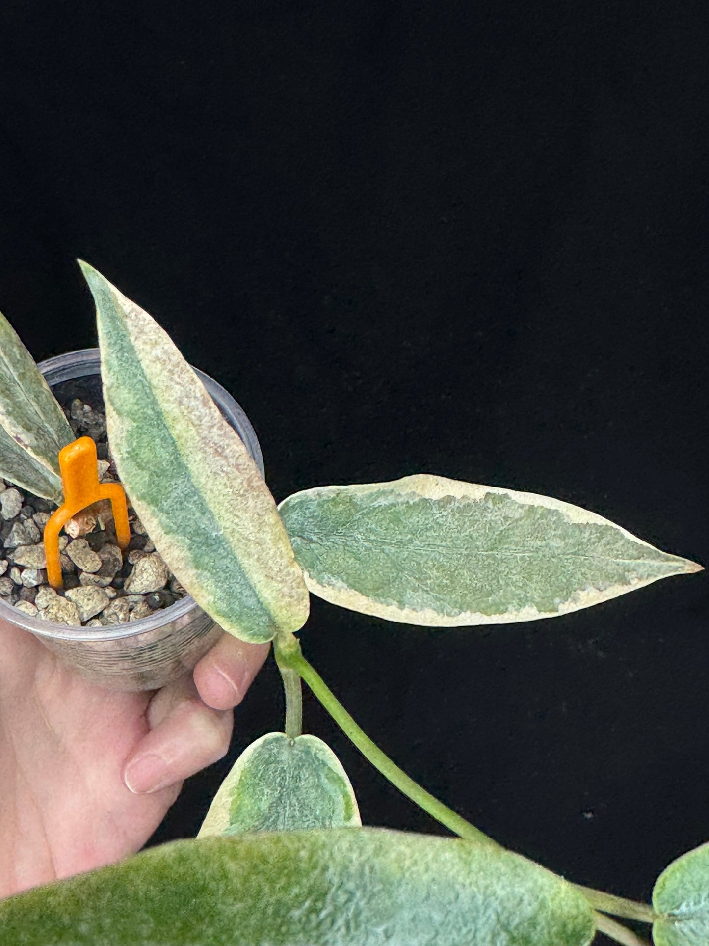 hoya archboldiana albomarginata, speical leaves