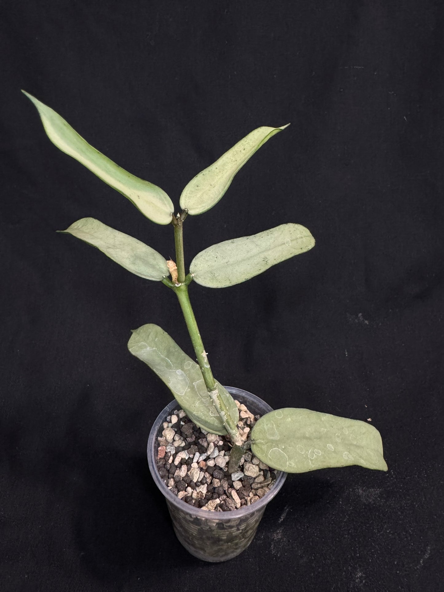 Hoya pandurata silver, well-rooted, full-silver leaves, rare