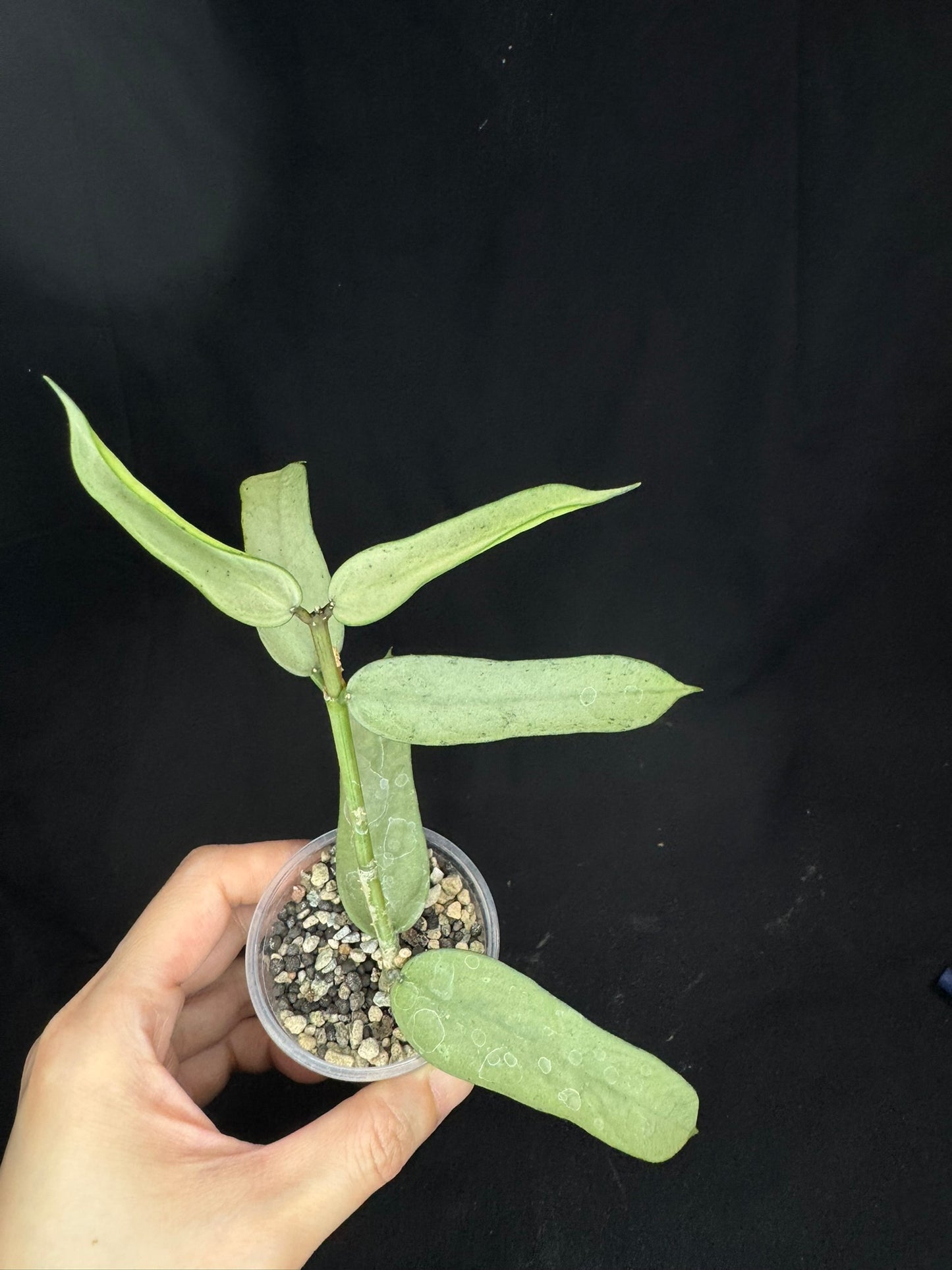 Hoya pandurata silver, well-rooted, full-silver leaves, rare