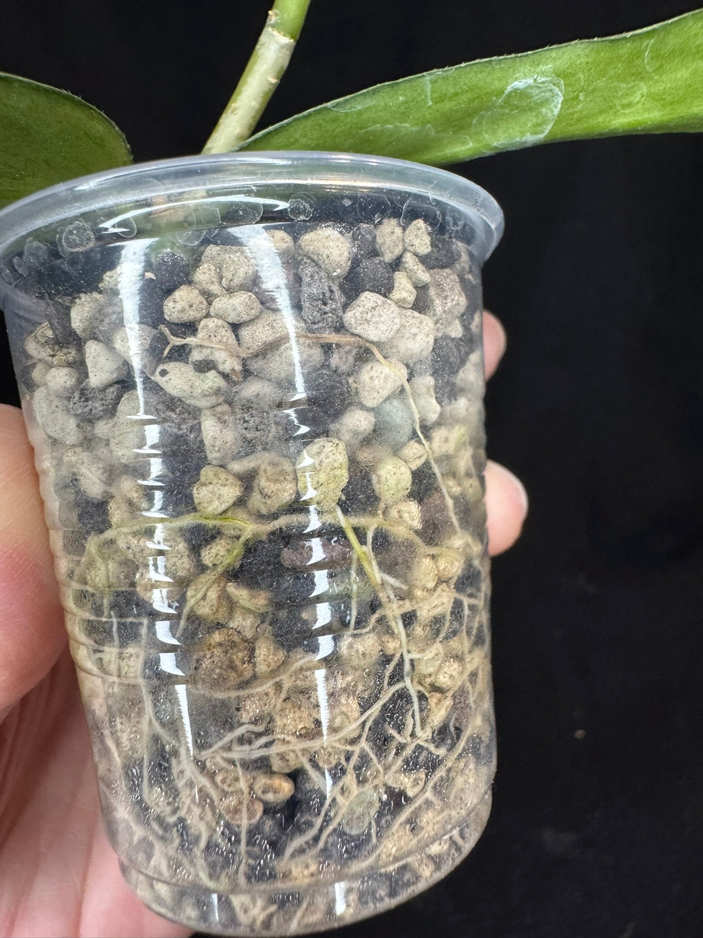 Hoya pandurata silver, well-rooted, full-silver leaves, rare