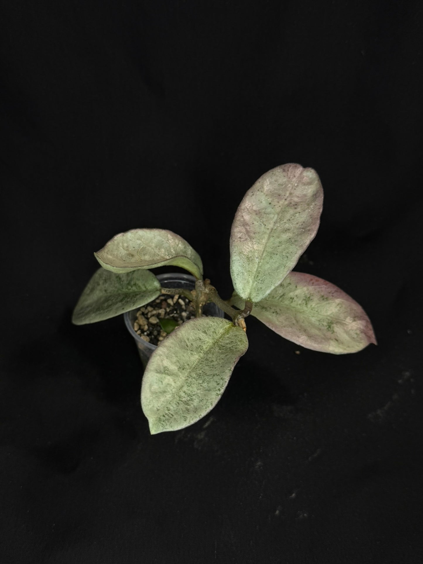 Exact Plant #1: Hoya carnosa 'GREY GHOST', nice grey leaves