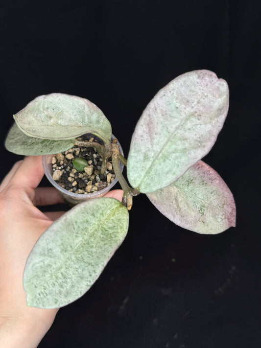 Exact Plant #1: Hoya carnosa 'GREY GHOST', nice grey leaves