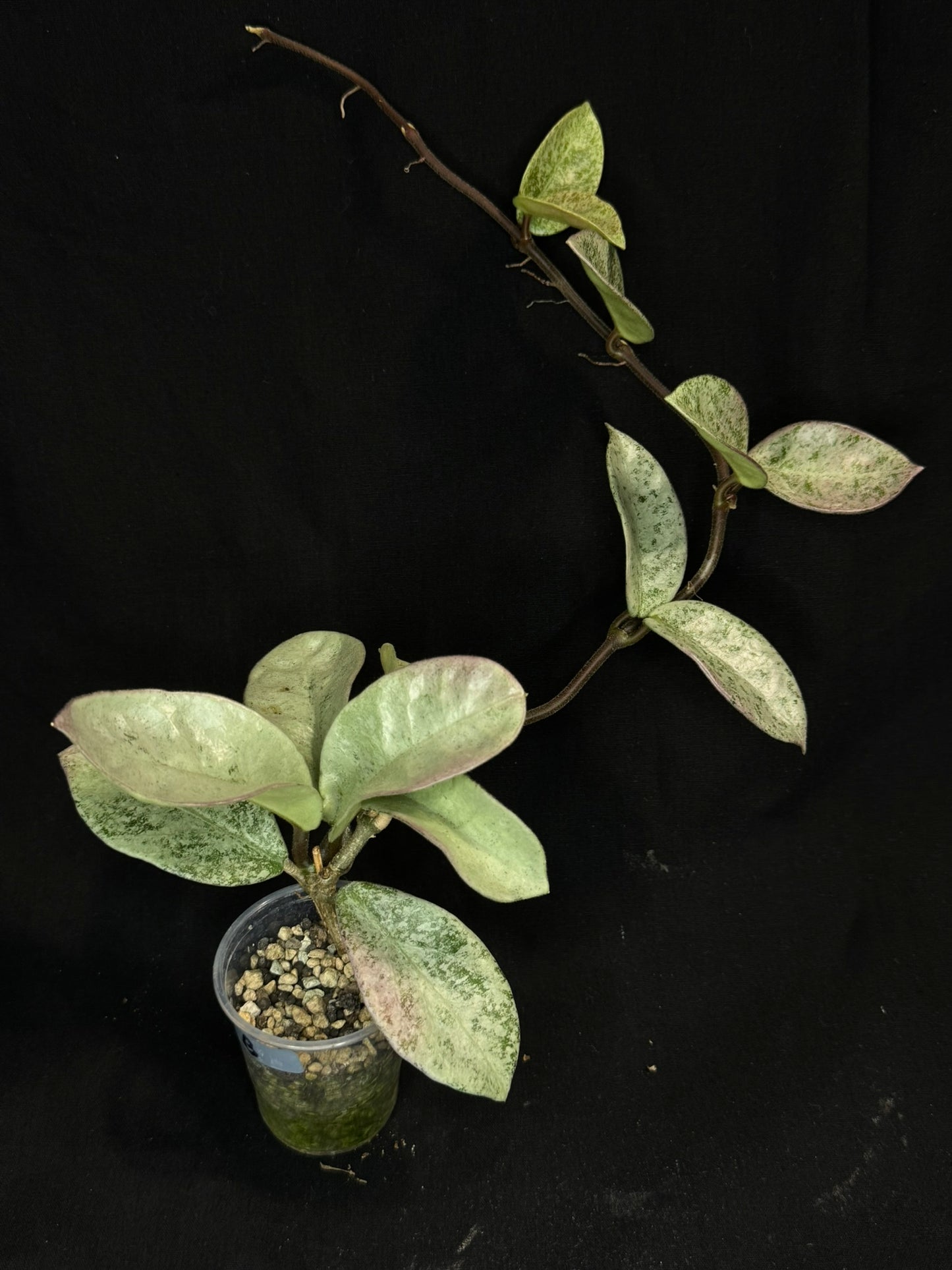 Exact Plant #B: Hoya carnosa 'GREY GHOST', nice grey leaves