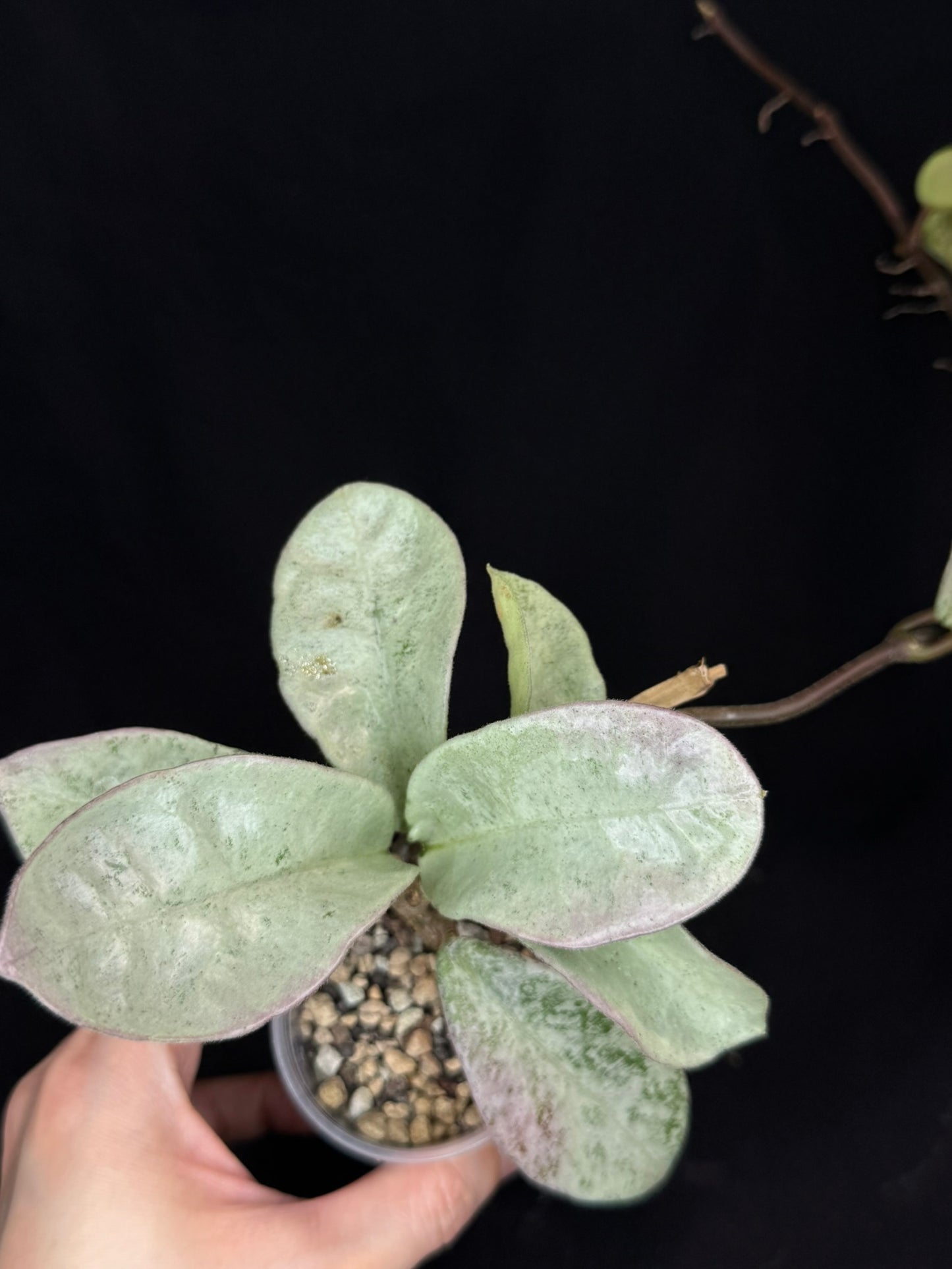 Exact Plant #B: Hoya carnosa 'GREY GHOST', nice grey leaves