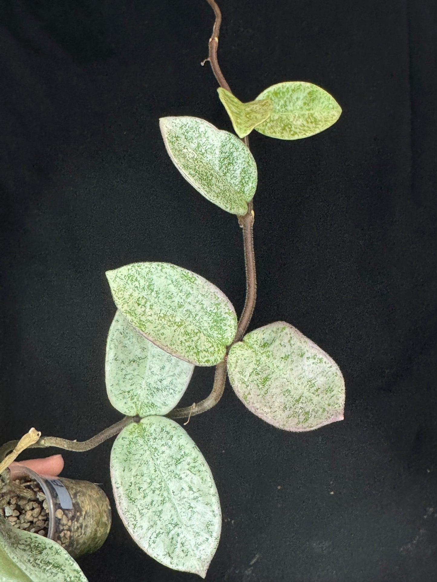 Exact Plant #B: Hoya carnosa 'GREY GHOST', nice grey leaves