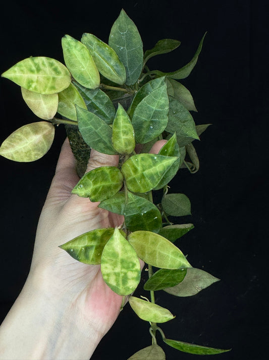 Hoya Lacunosa Amarillo,yellow leaf markings, maturing to glossy green over time, special