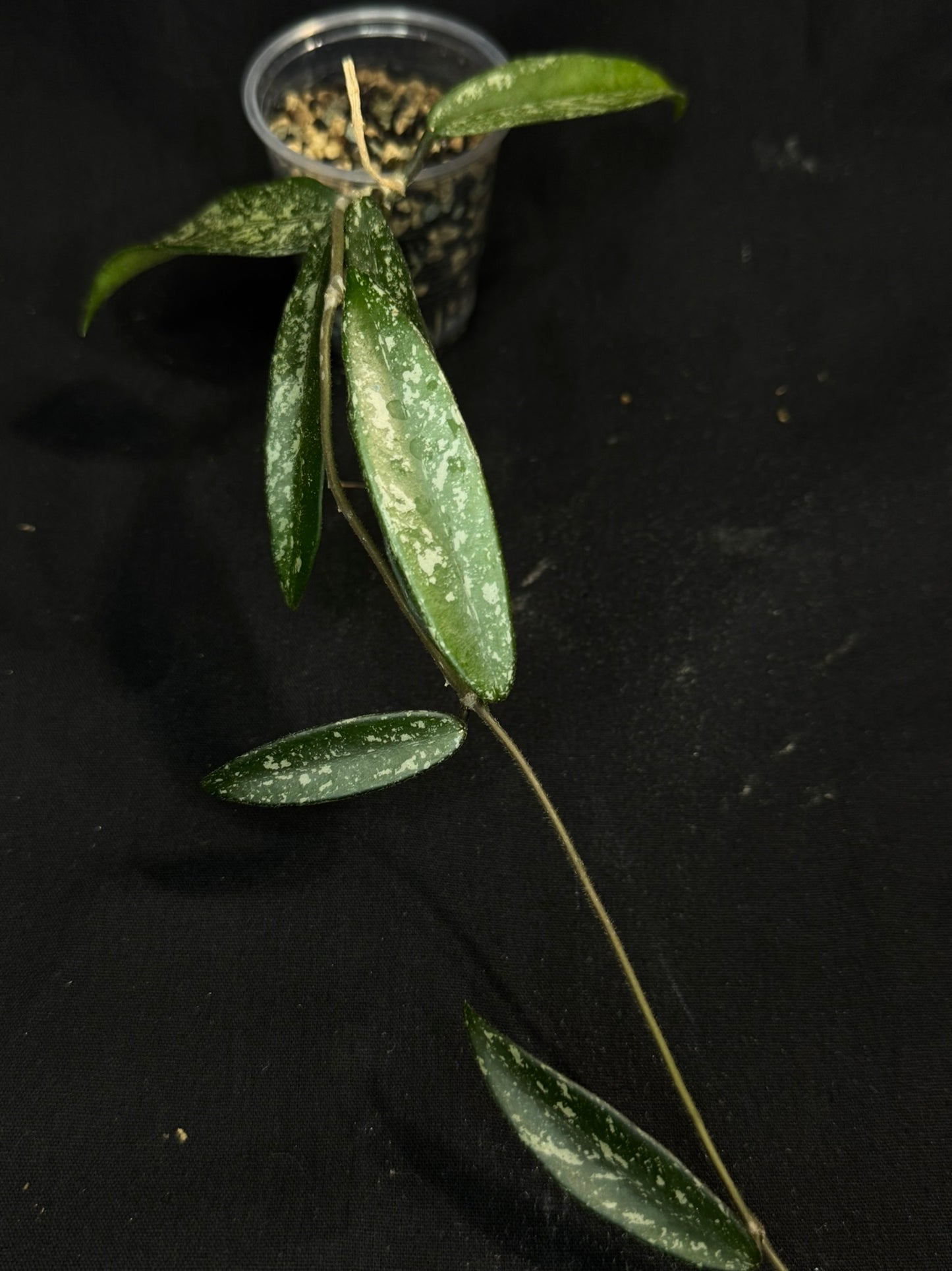 Hoya minibell splash, nice splashy leaves