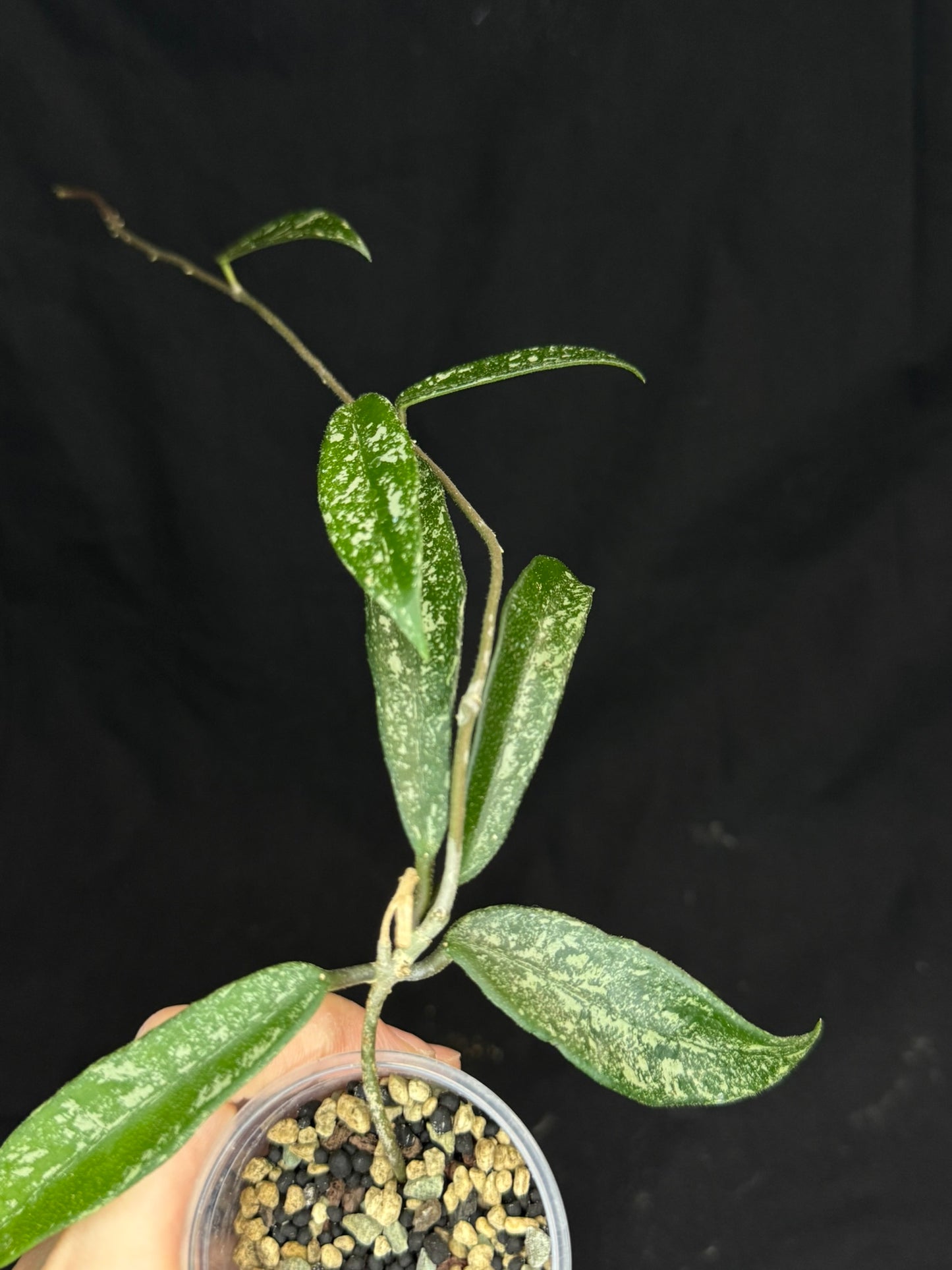 Hoya minibell splash, nice splashy leaves