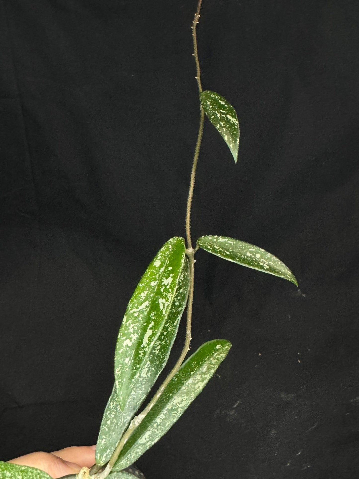 Hoya minibell splash, nice splashy leaves