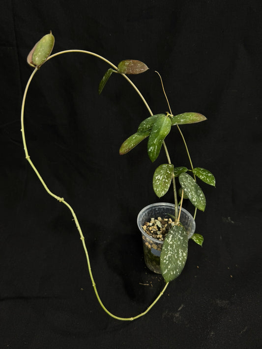 Hoya sp. Hon Thom, nice splashy leaves