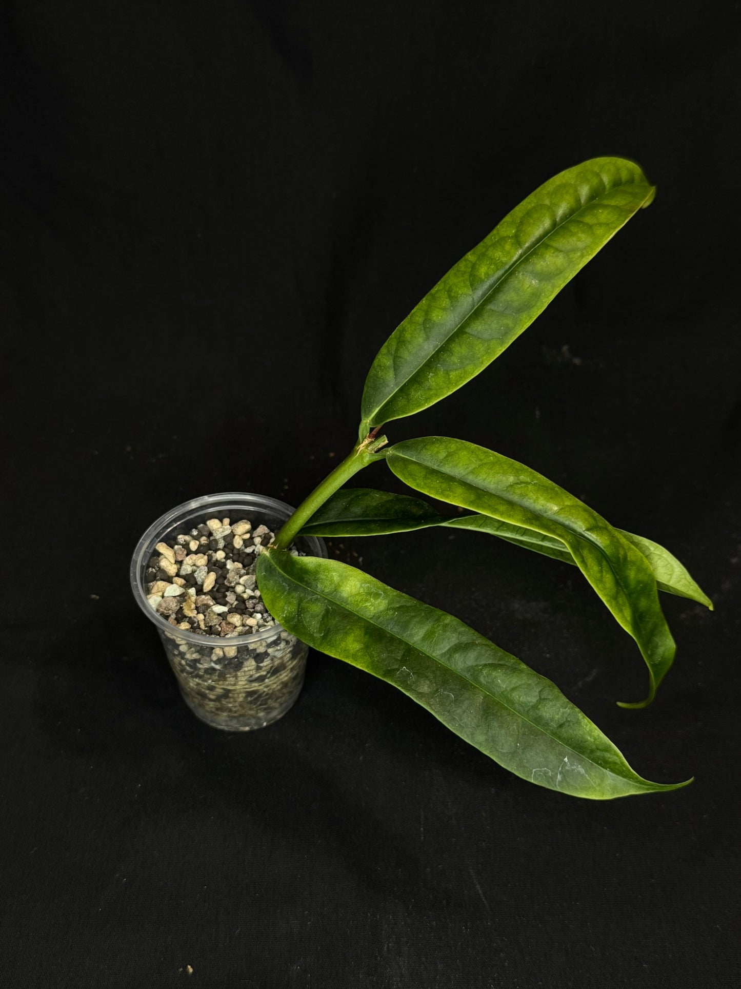 Hoya platycaulis, fragrant flowers #1