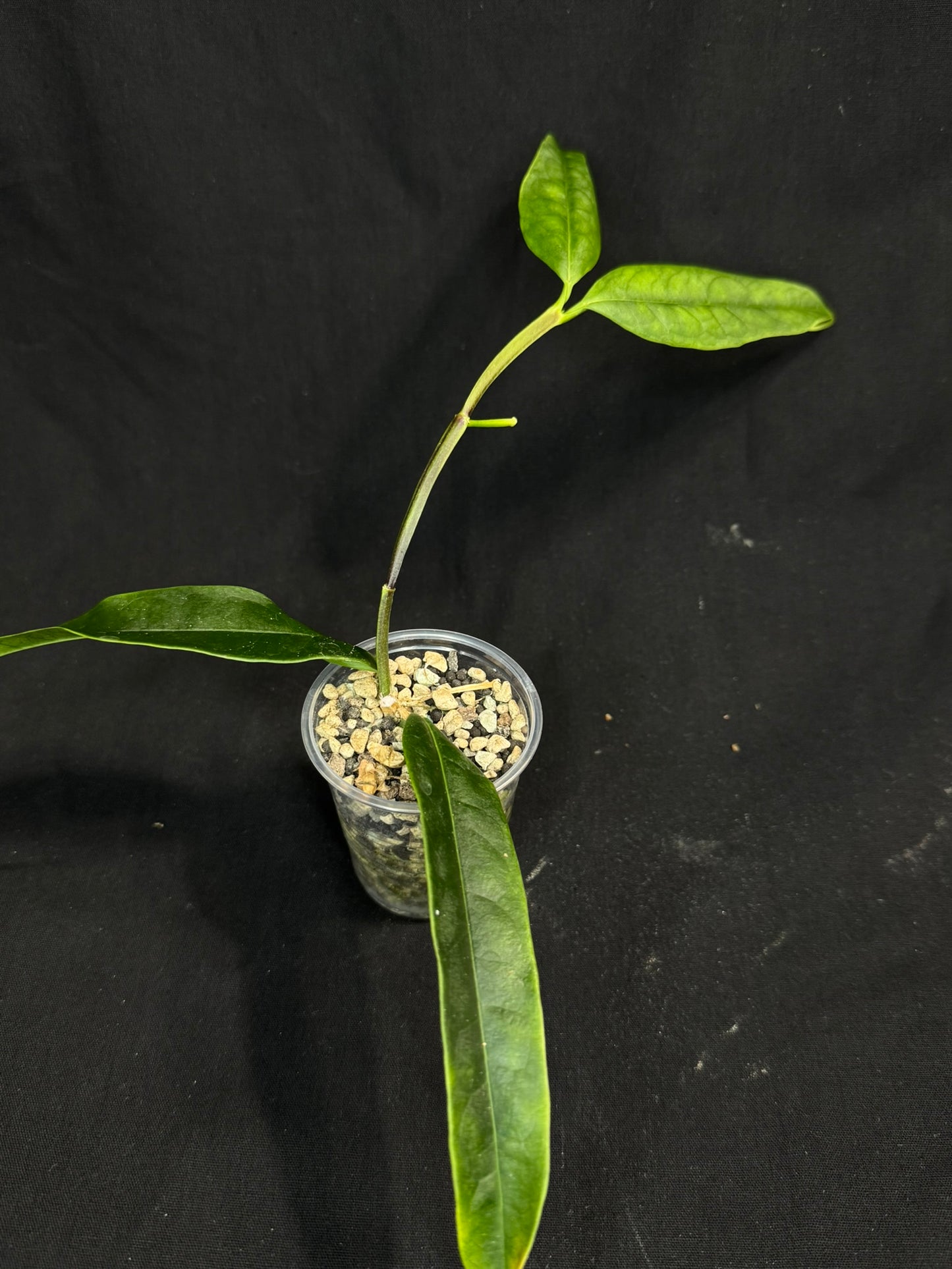 Hoya platycaulis, fragrant flowers, with a peduncle #2