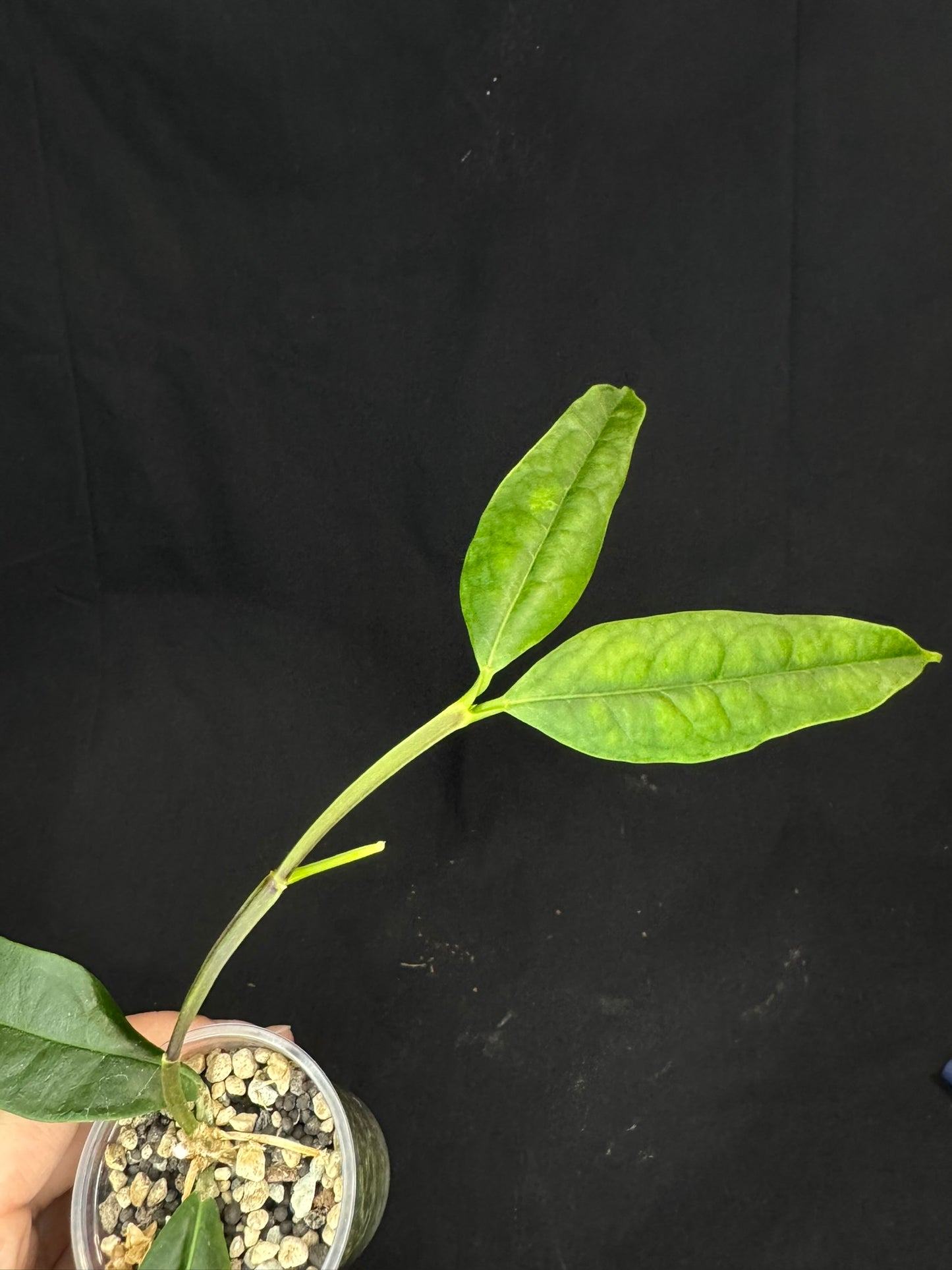 Hoya platycaulis, fragrant flowers, with a peduncle #2