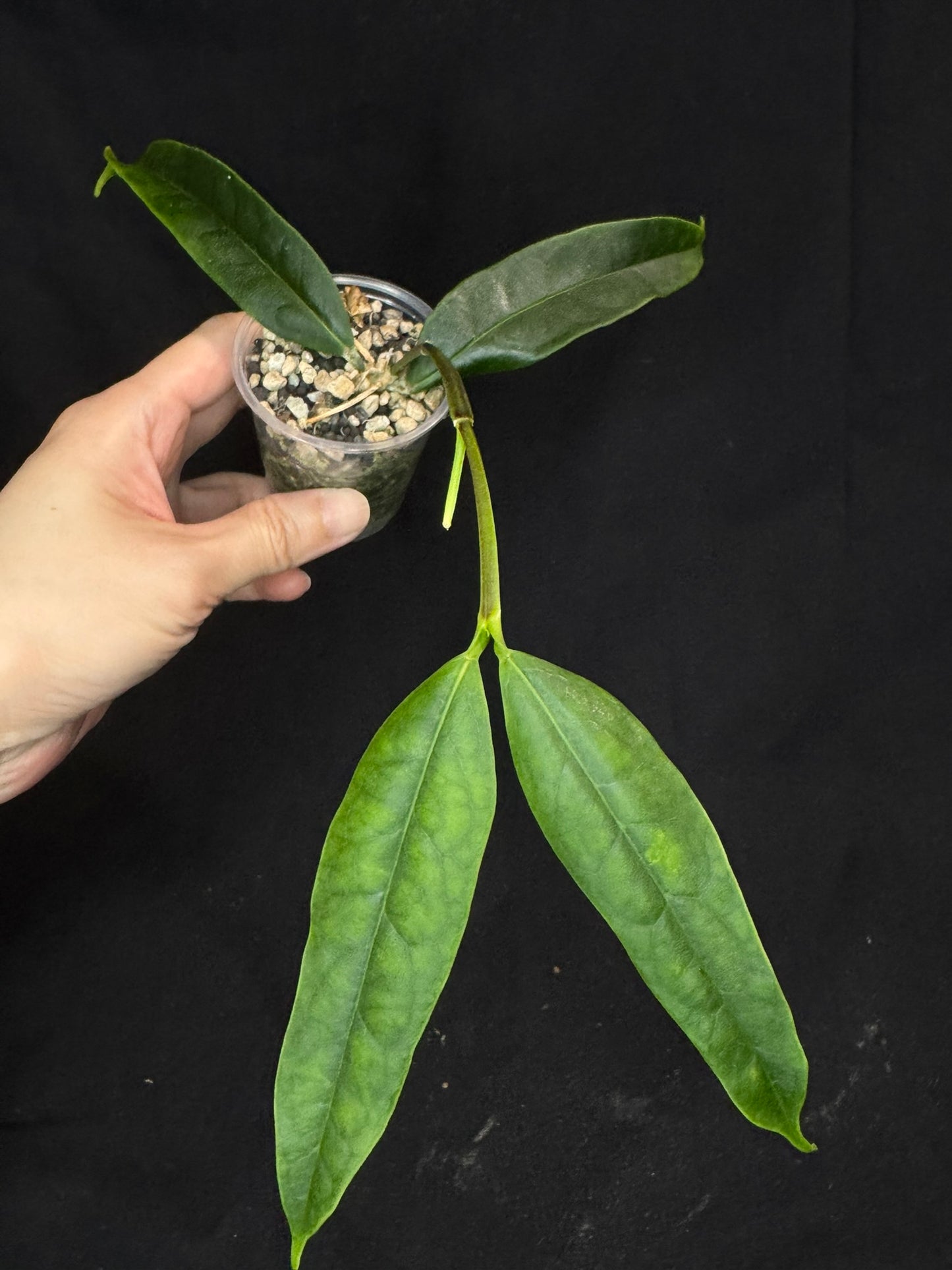 Hoya platycaulis, fragrant flowers, with a peduncle #2