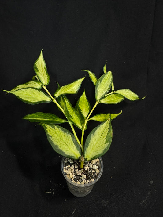 Hoya polyneura variegated (inner), rare and beautiful variegation, big plant