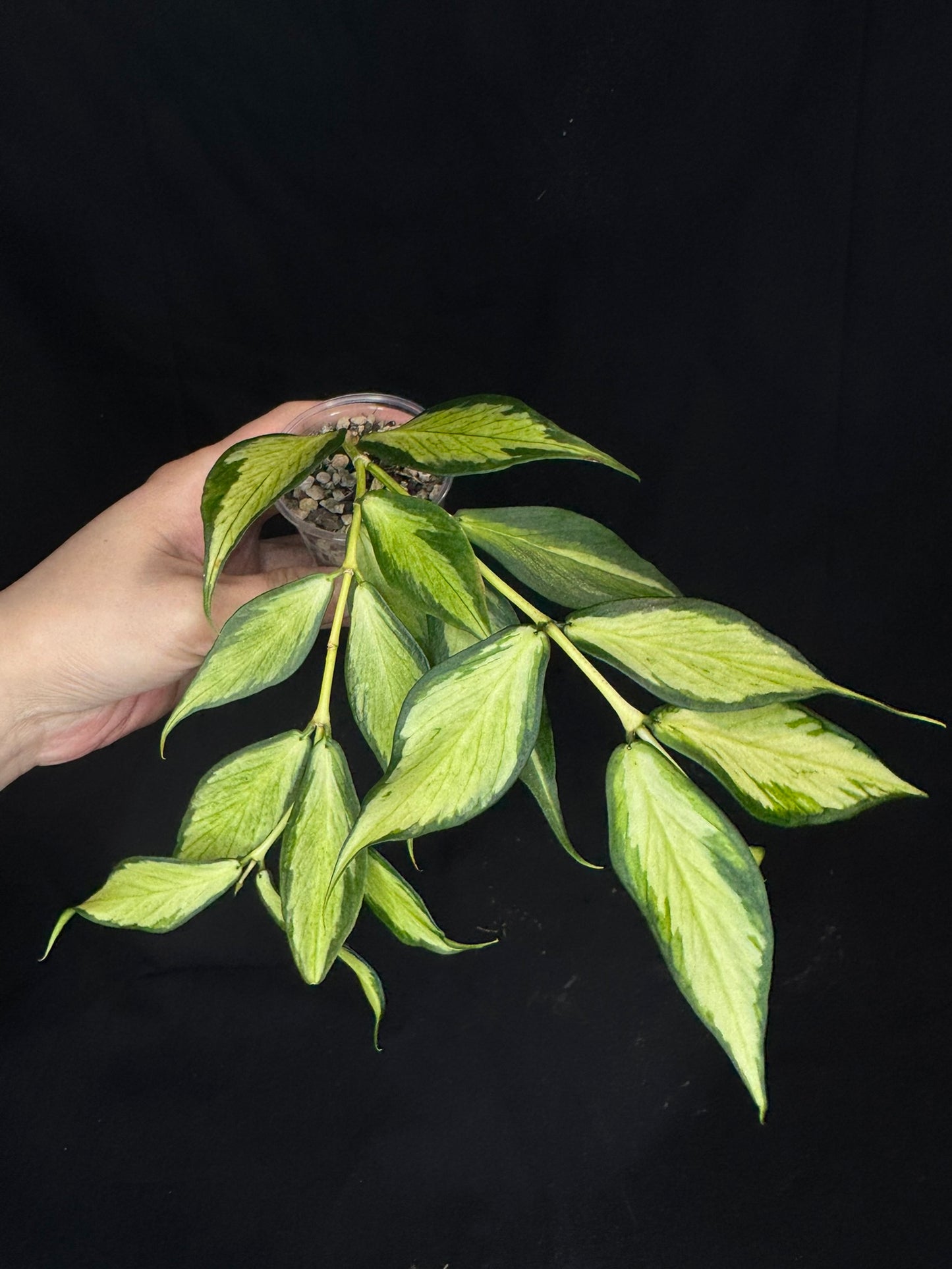 Hoya polyneura variegated (inner), rare and beautiful variegation, big plant