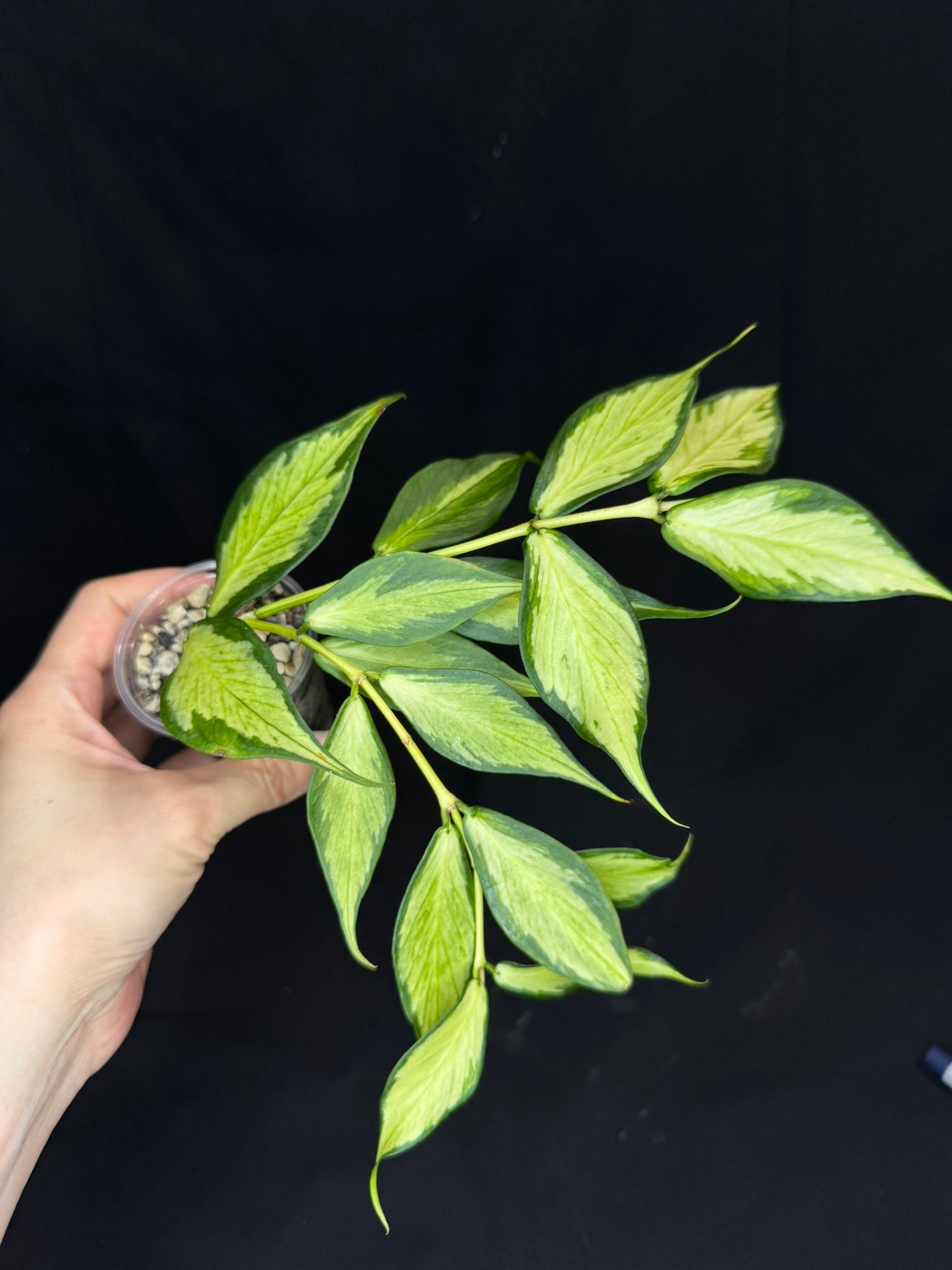 Hoya polyneura variegated (inner), rare and beautiful variegation, big plant