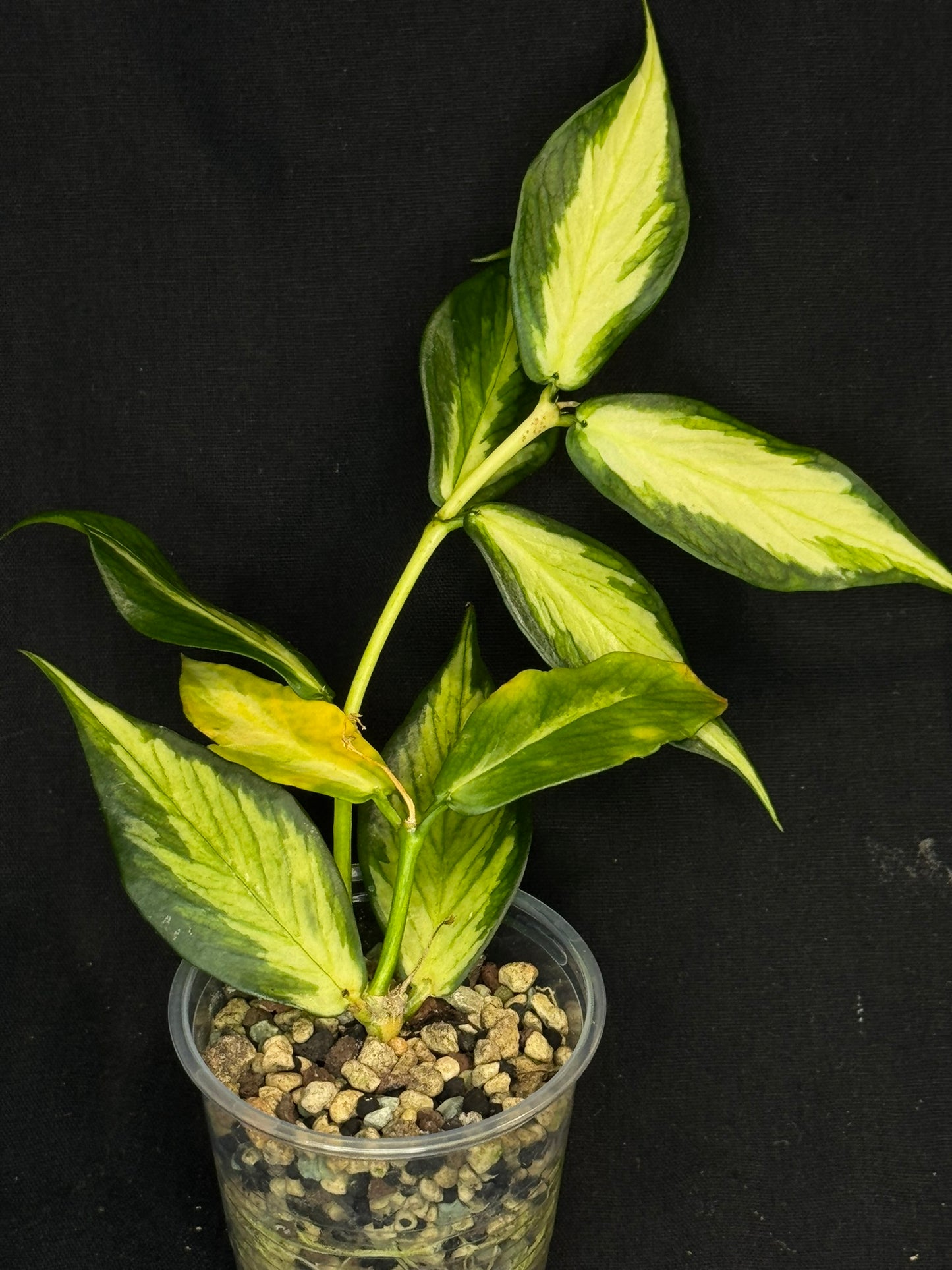 Hoya polyneura variegated (inner), rare and beautiful variegation