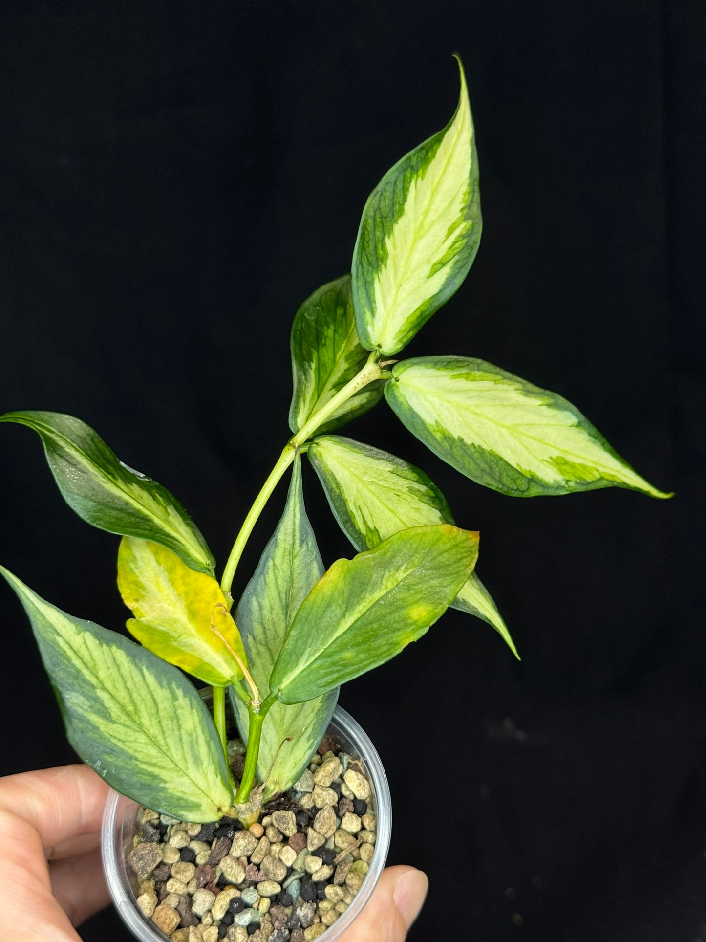 Hoya polyneura variegated (inner), rare and beautiful variegation