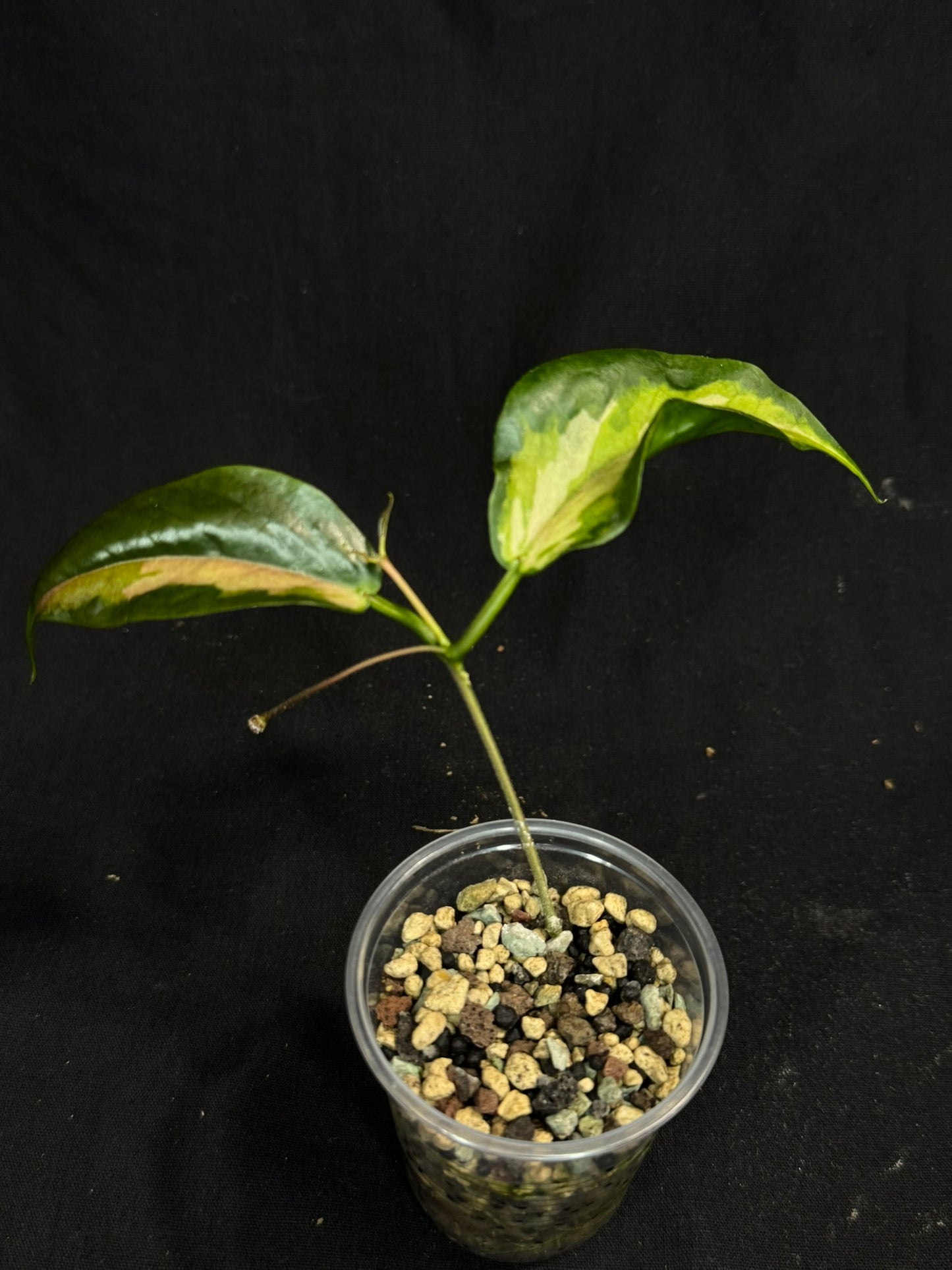 Hoya Kenejiana variegata, nice inner variegation, wavy leaves, rare and special, with a peduncle