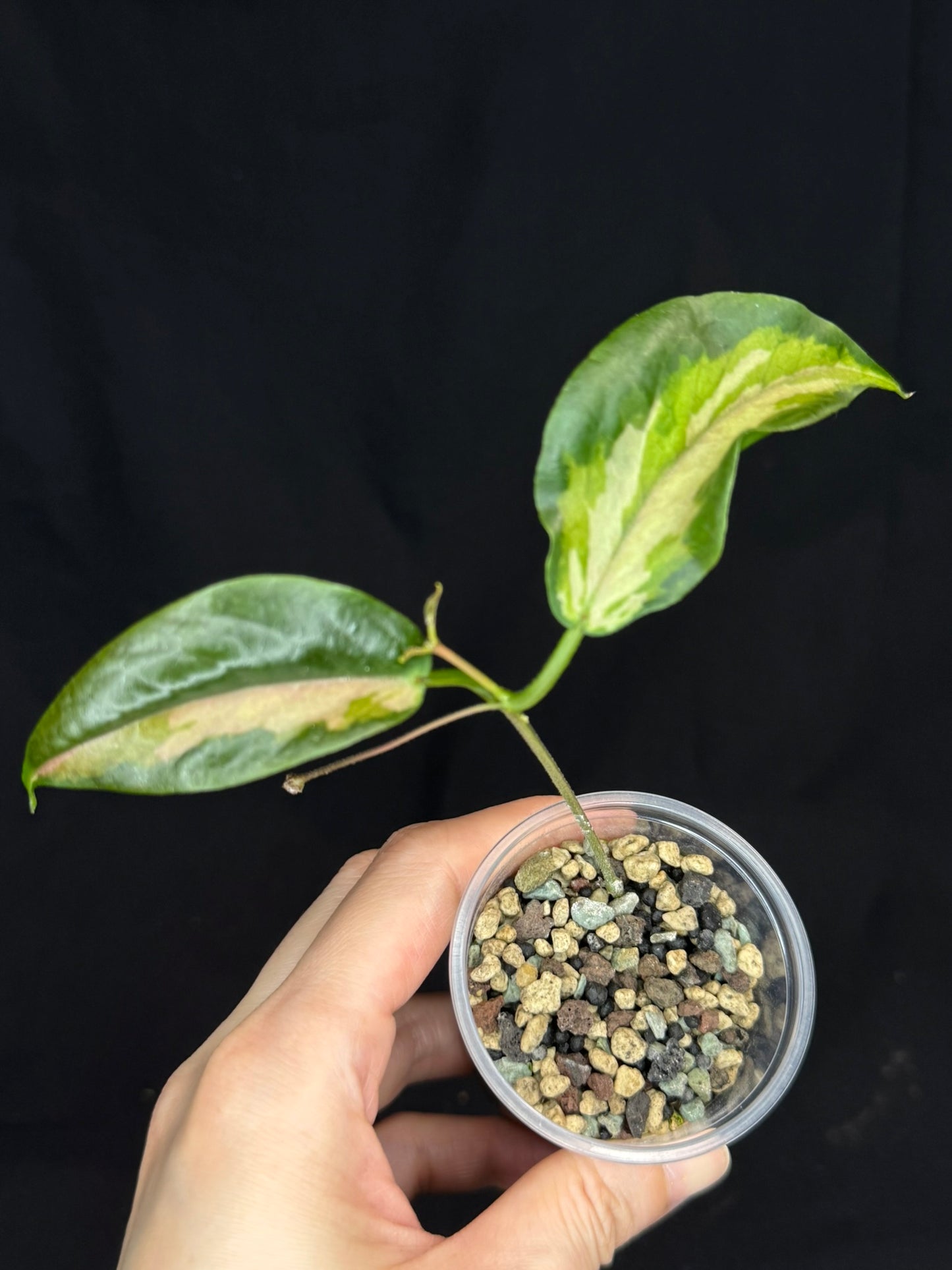 Hoya Kenejiana variegata, nice inner variegation, wavy leaves, rare and special, with a peduncle