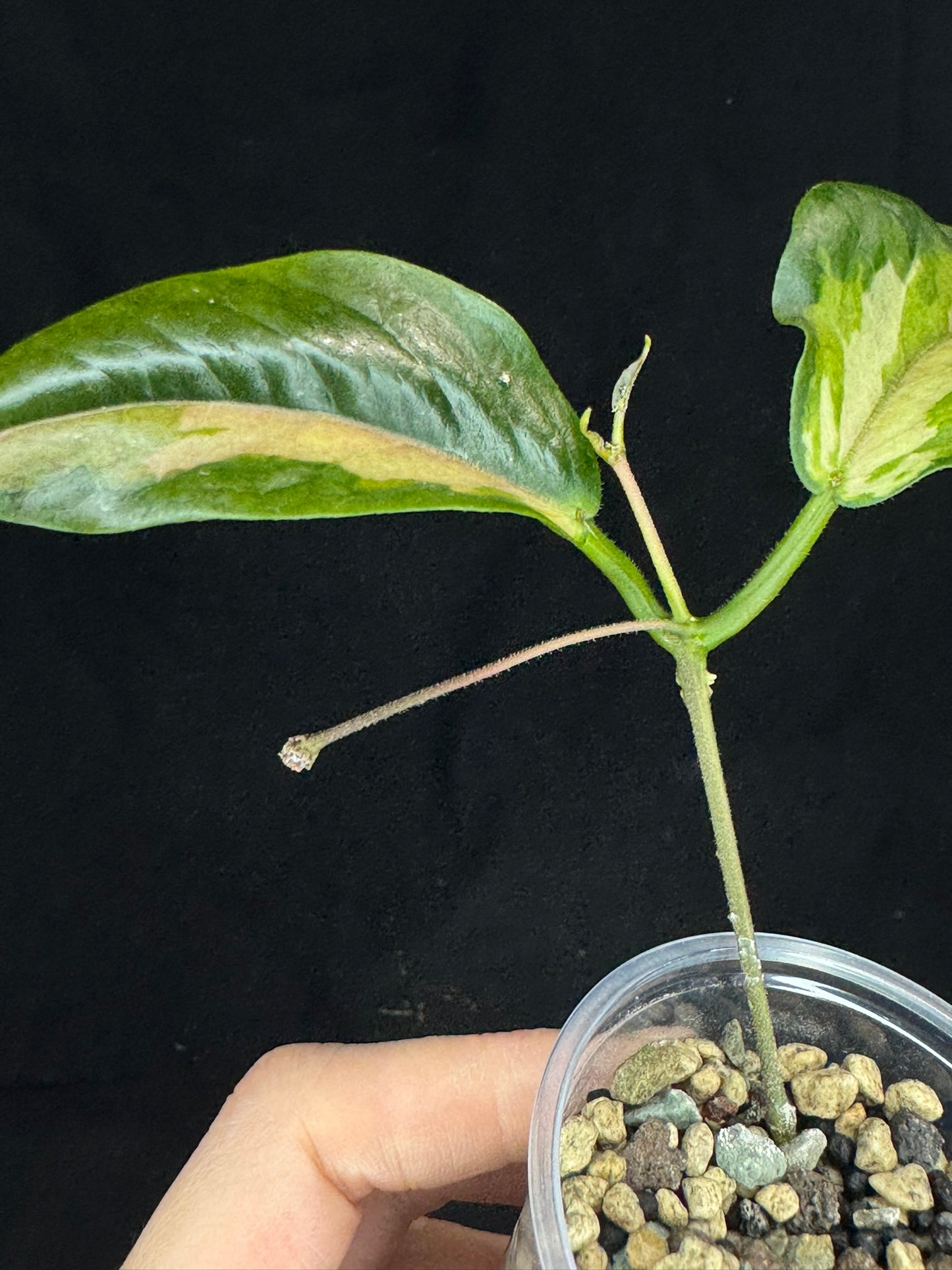 Hoya Kenejiana variegata, nice inner variegation, wavy leaves, rare and special, with a peduncle