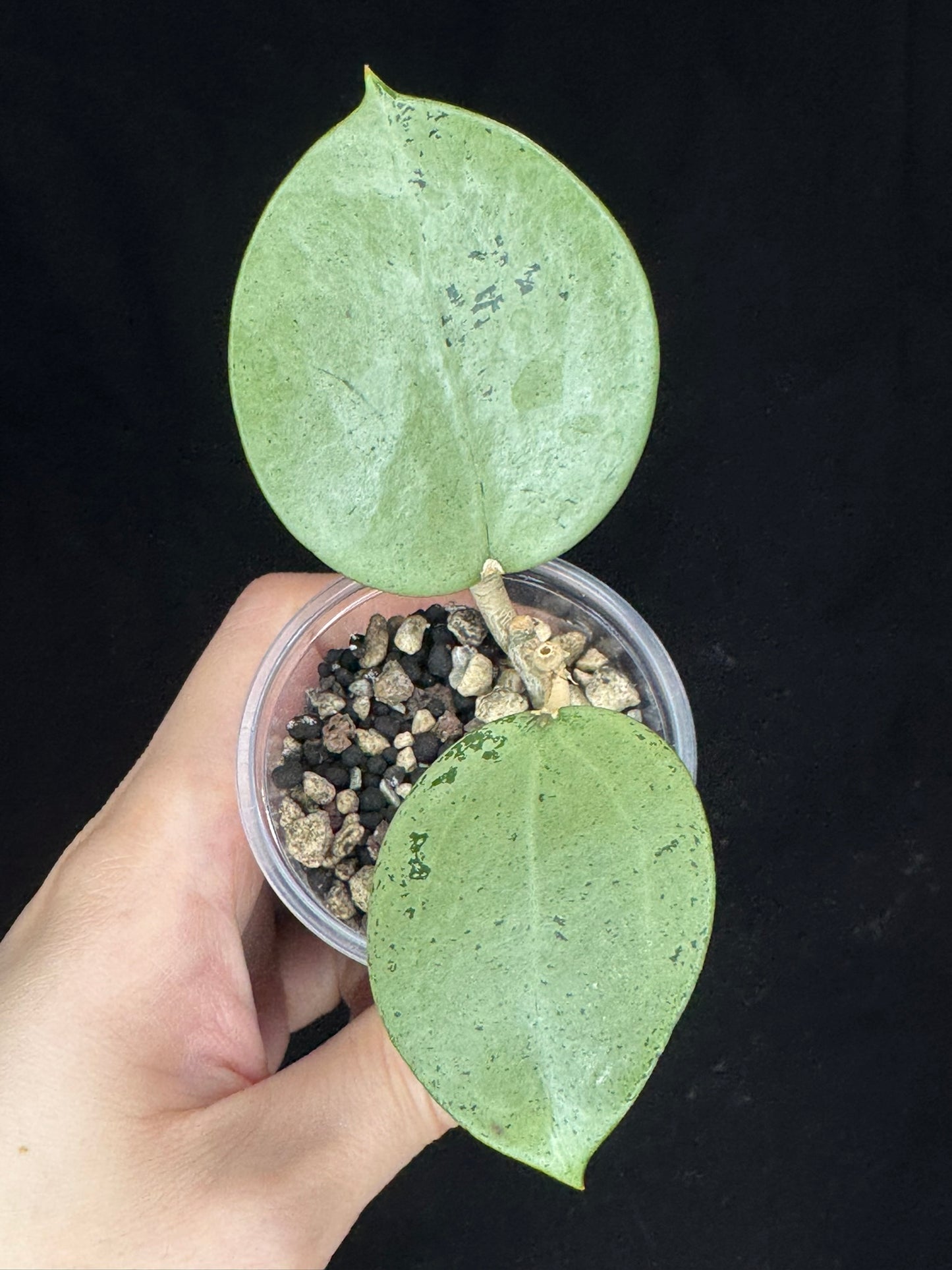 Hoya verticillata silver heart, beautiful silver heart shape, rare